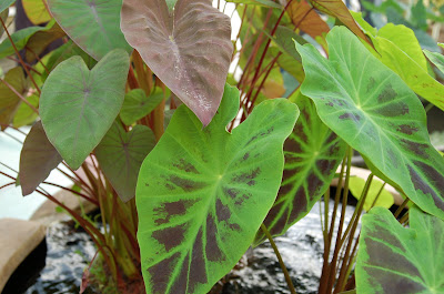 Colorful foliage. Water plants in San Francisco Conservatory of Flowers. Photo by Lisa Callagher Onizuka