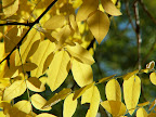Yellow falls leaves basking in the sun. 