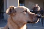 Colby the dog - Profile. Photo by Lisa Callagher Onizuka