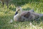 Downy, fluffy young Canada goose. 