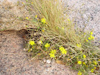 Tiny yellow crevice growing flowers. Enchanted Rock near Fredricksburg, TX. 