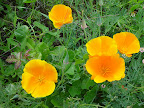 California poppies and poison oak. 