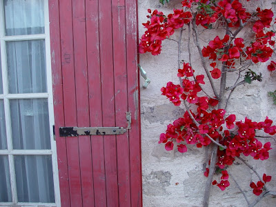 French window shutter and bougainvillea. 