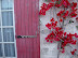 French window shutter and bougainvillea. 