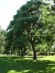 Tree shadows dapple green lawn in a Boise ID city park. 