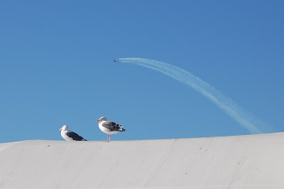 Blue Angels in San Francisco - arch over seagulls perched on Ferry building. Photo by Lisa Callagher Onizuka