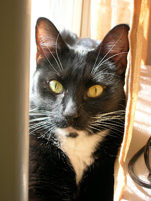 Black Cat with Yellow eyes finds a sunny window spot. Photo by Lisa Callagher Onizuka