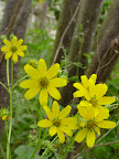 Yellow Texas wildflowers. 