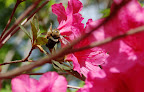 Bumblebee on hot pink azaleas. 
