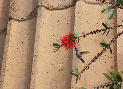 Hummingbird feeding on bottlebrush flower. Palace of Fine Arts, San Francisco CA. Photo by Lisa Callagher Onizuka