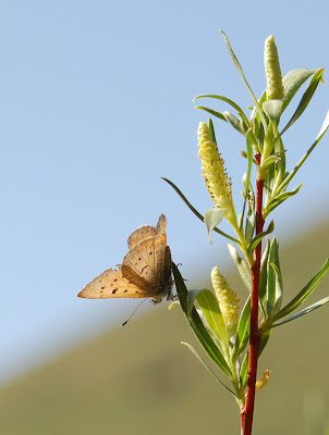 Upside down butterfly. Camping along South Fork Boise River. Photo by Lisa Callagher Onizuka