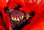 Honey bees raiding a cherry red poppy. 
