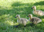 Three fluffy, downy, darling goslings. Boise, ID. 