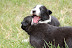 Black and White puppies. Photo by Lisa Callagher Onizuka