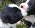 Chomp! Baby puppies gnawing on each other. 