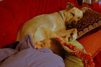 Naptime! A boy and his dog asleep on the couch. 