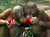 Orangutans smelling the roses.