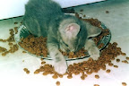 Too tired to eat. Kitten bonked in food bowl.