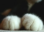 Paws. Very fluffy ones.