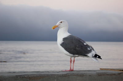 Stately seagull. 