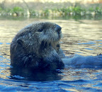 Sea otter washing her face. Monterrey Bay Aquarium. 