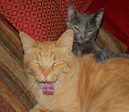 Sleepytime! Yawning kitty and his little friend. 