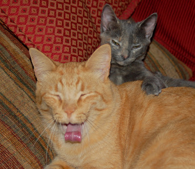 Sleepytime! Yawning kitty and his little friend. 