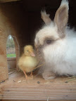 Duckling and bunny are friends. By photographer: flickr user just_duckie