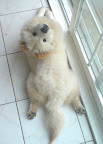 Fluffy white chow in frog pose. From CuteOverload.com