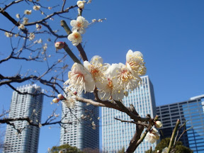 Blossoms in a park near Odaiba