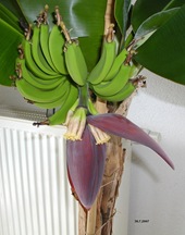 Bananen30.7.2007