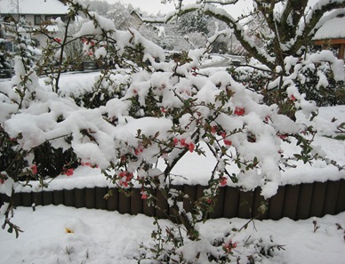 Schnee auf der japanischen Quitte