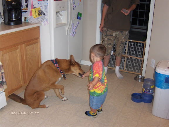 theDingo Feeding