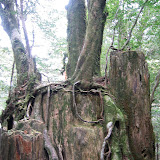 An example of secondary growth - a giant sugi tree was cut down, and then new growth began on the stump