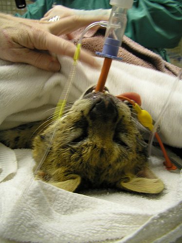 Serval cat at vets under an operation