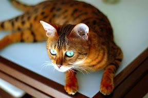 Bengal cat