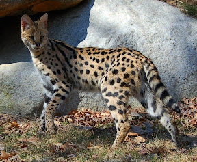 Serval Cat