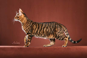 Toyger Cat