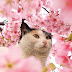 Facts About Cat Breeds