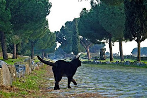 black cat and trees