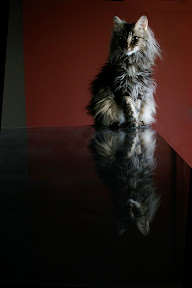 cat on table