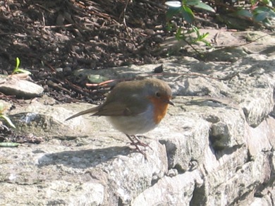 Robin Redbreast