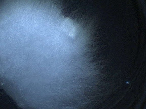 cotton swab x10.jpg