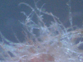 blood kleenex 200x 5.jpg