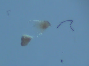 teatree object squashed 60x .jpg