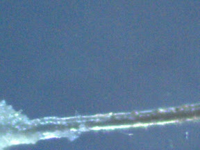 eyelash partial root 200x.jpg