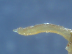 chicken skin 1 60x.jpg