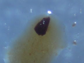 balsamic 2 60x.jpg