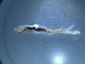 booger worm 10x.jpg