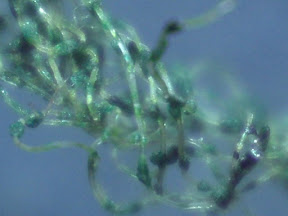 kitchen sponge green 60x.jpg